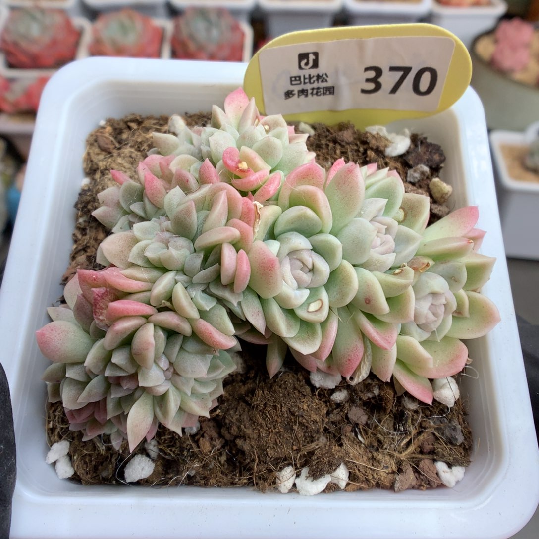 370 月影系朵朵缀