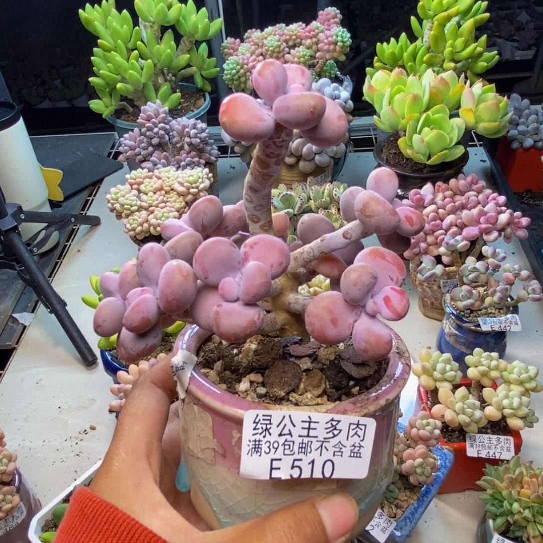 510腰子桃蛋树8c m