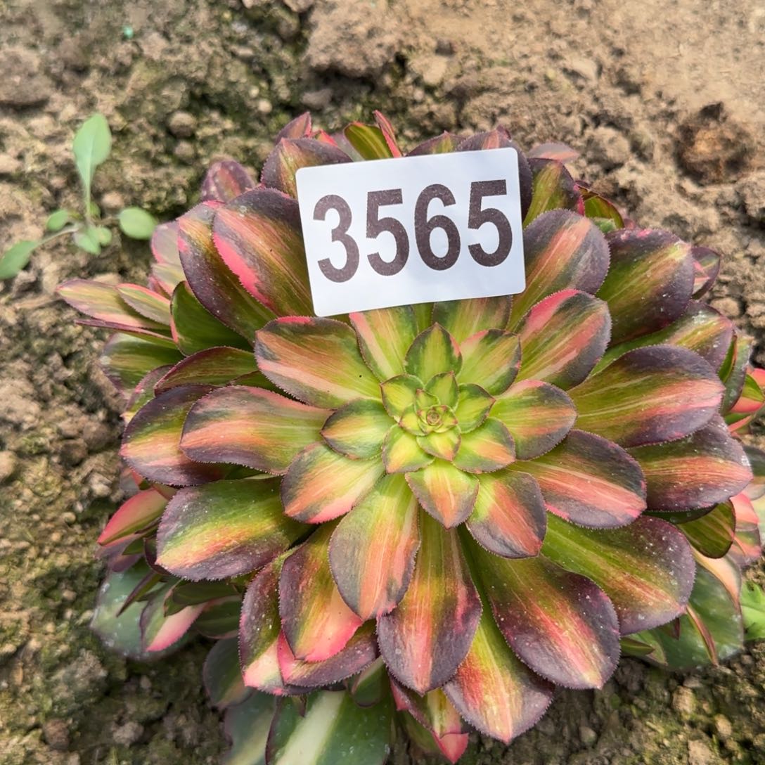 3565--5多头多肉植物