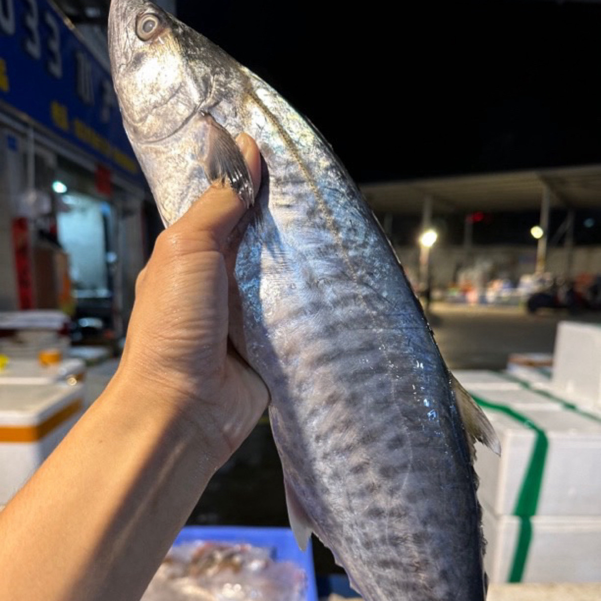 广东湛江 正宗康氏马鲛鱼