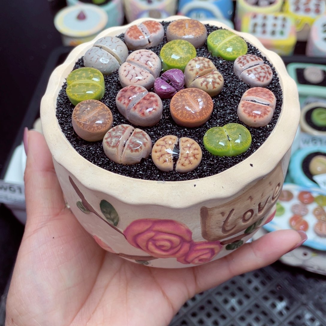 w6151 -零下地区拍保温箱-15支持寄养