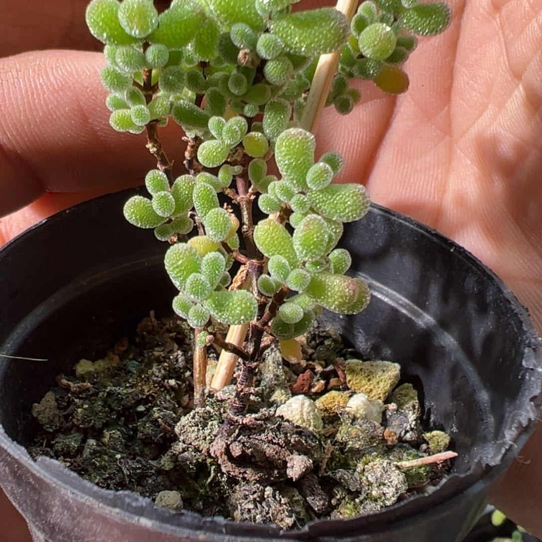 翡翠55杯老桩福利