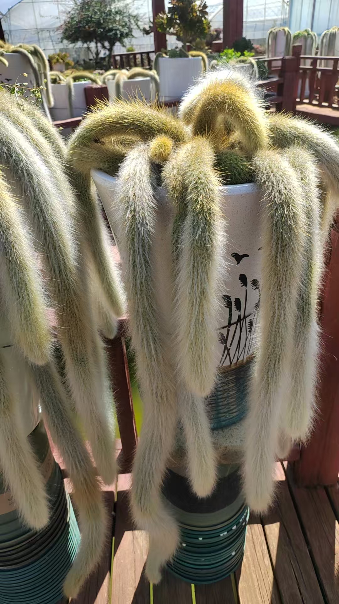 九尾狐 保五头起发 新手必拍  好看好养  精品多肉植物  云南发货