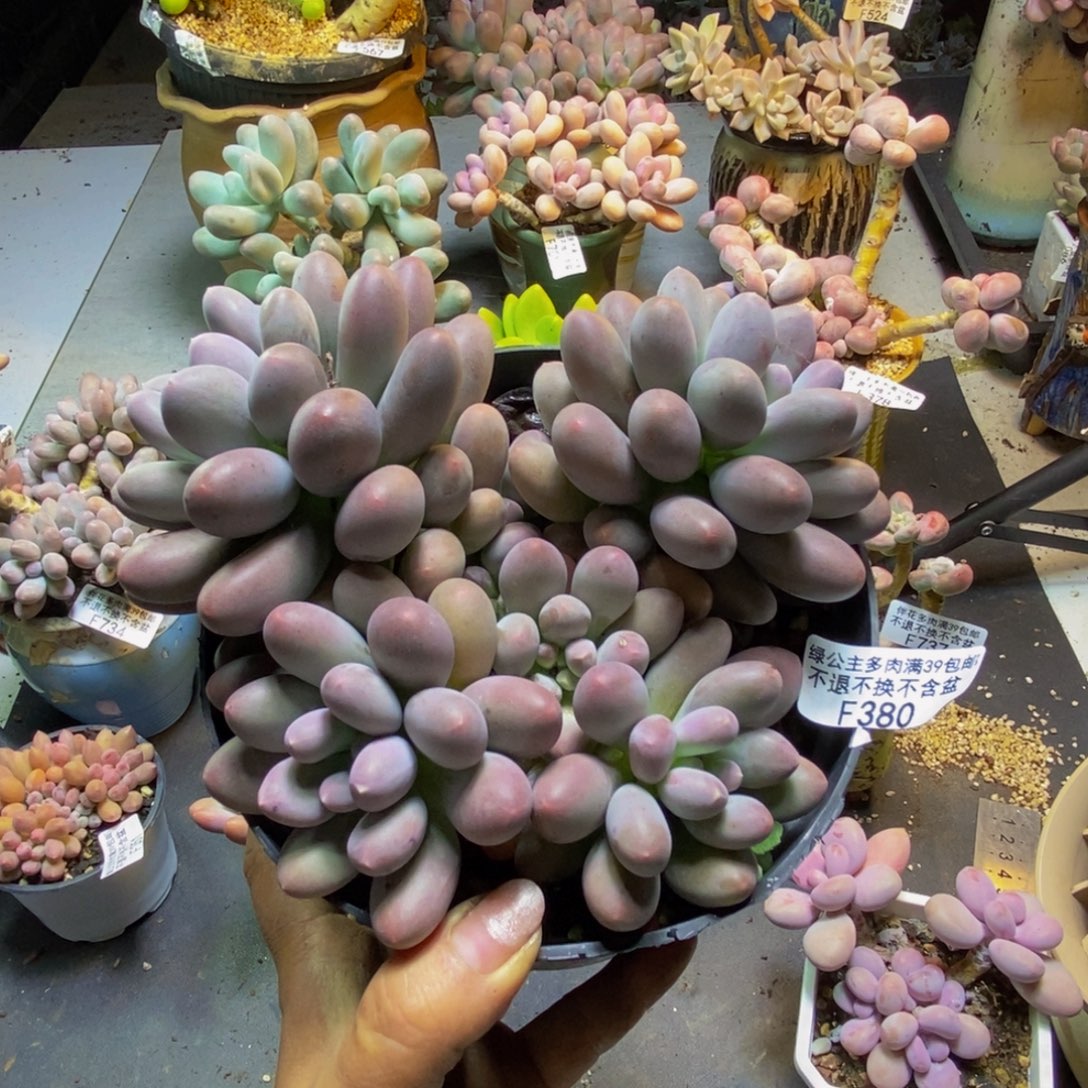 蛋黄奶酪380/15cm多肉