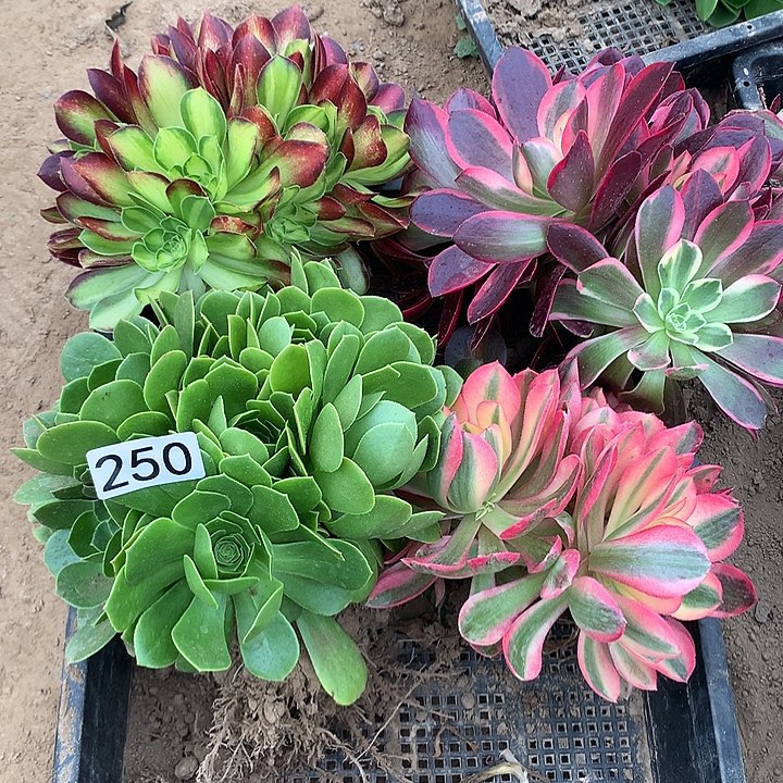 250四颗多肉植物组合1