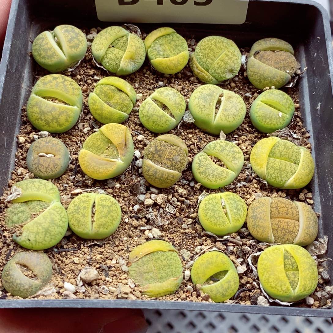 我的小姐姐们都是我的403