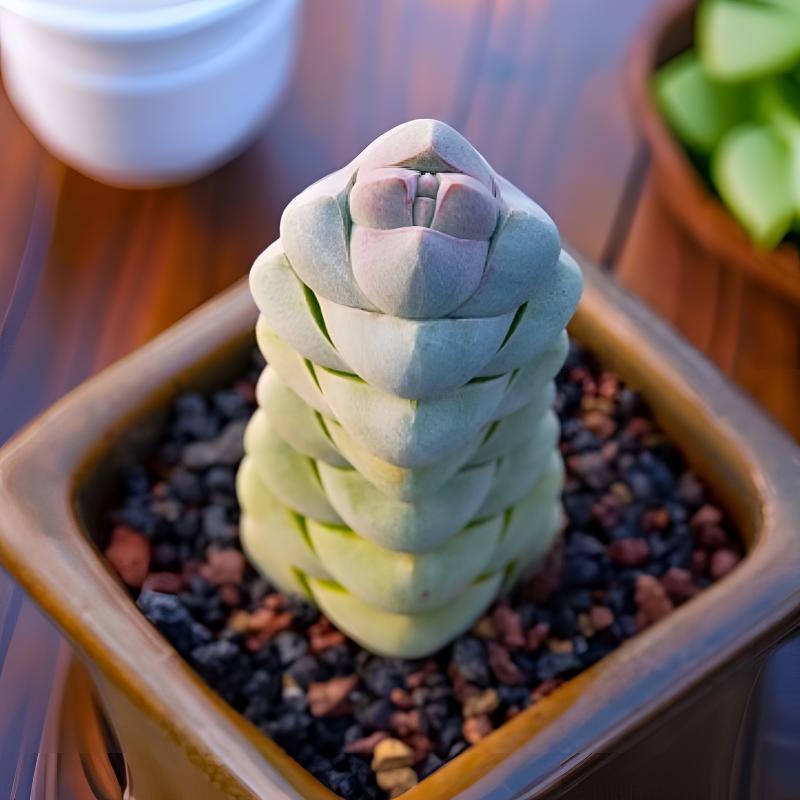 名贵品种 玉稚儿男朋友多肉植物 稀有植物