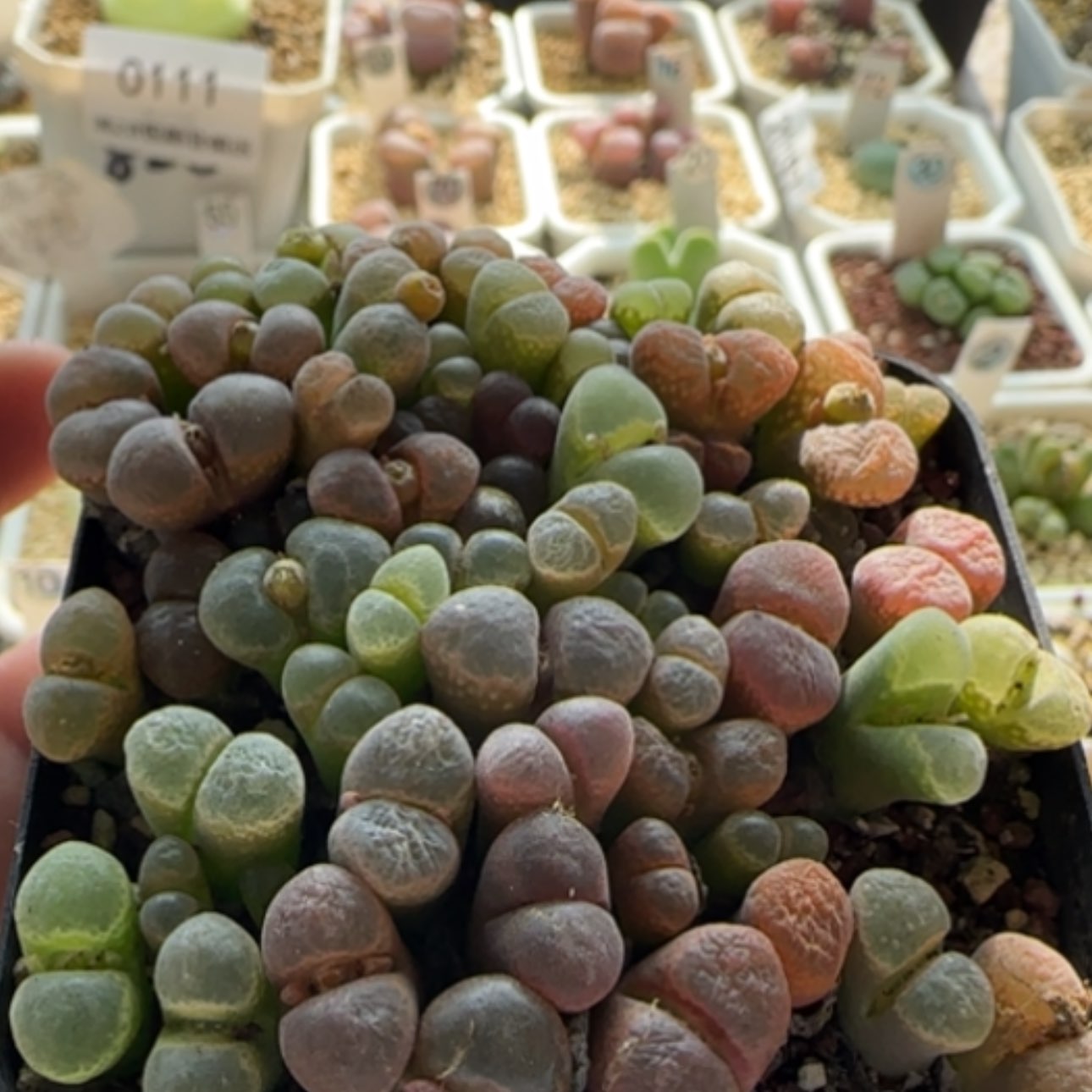 【闪购商品】0129   