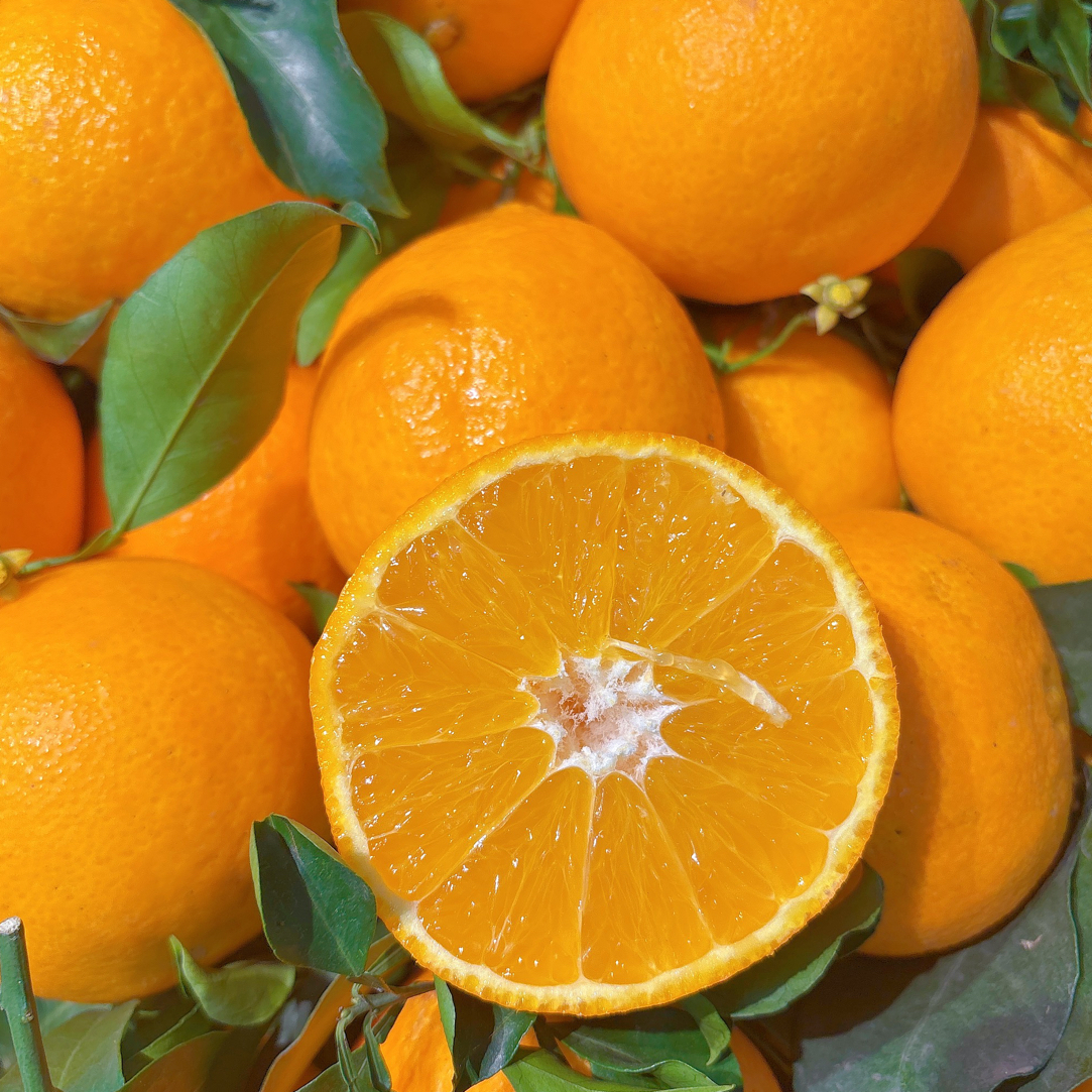 爱媛果冻橙大果9.9元3斤，九甜一酸