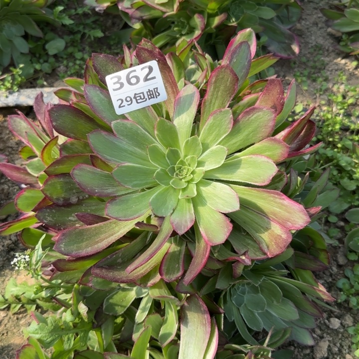 水蜜桃……多肉植物……