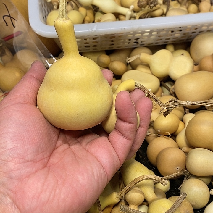 古****月精品葫芦手把葫芦85