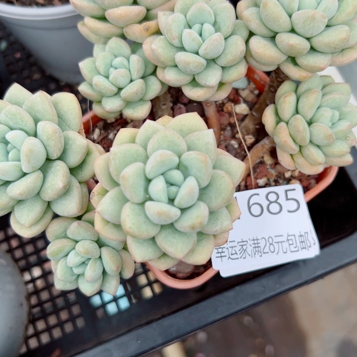 幸运的是我还在努力