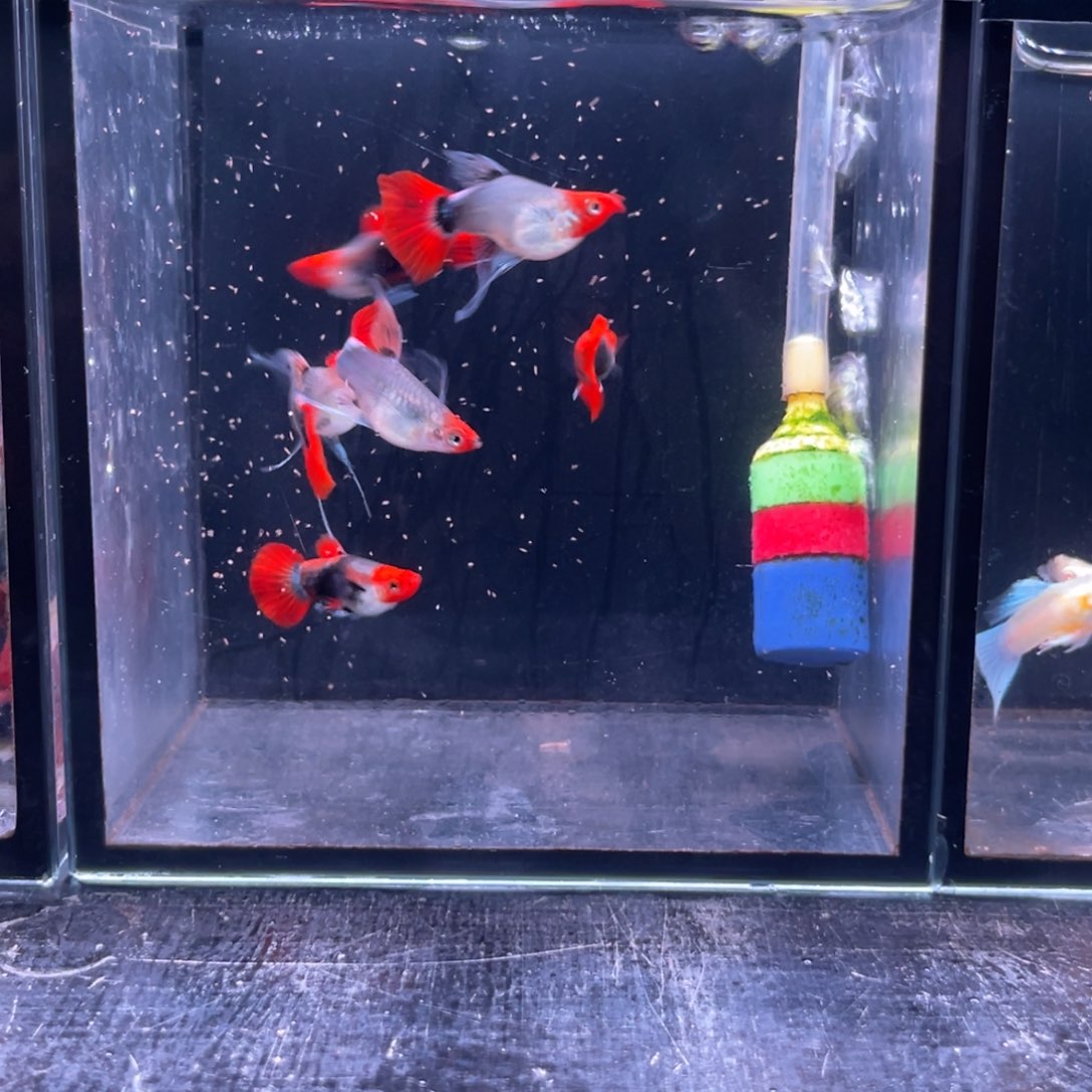 孔雀鱼深海贵族大C3对