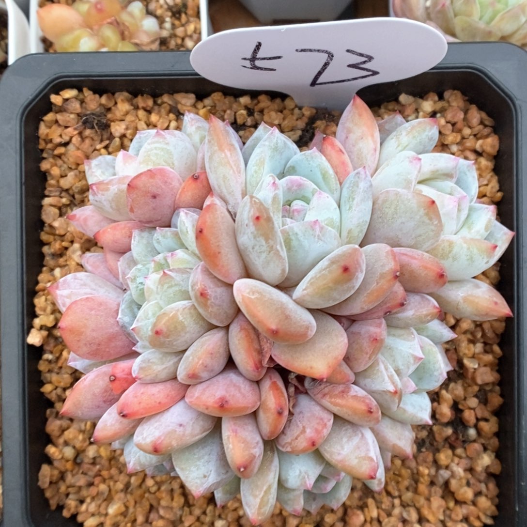 星影群生可拍573号