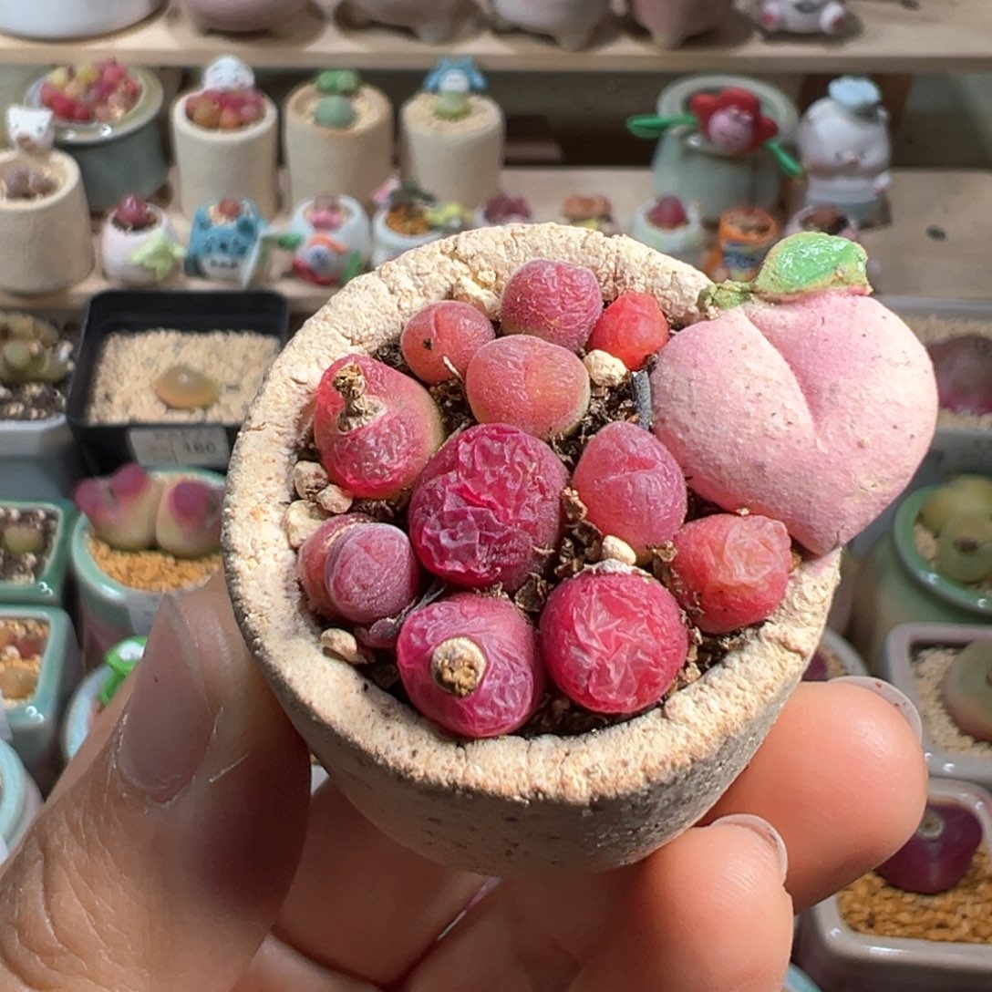 多肉植物205号组合