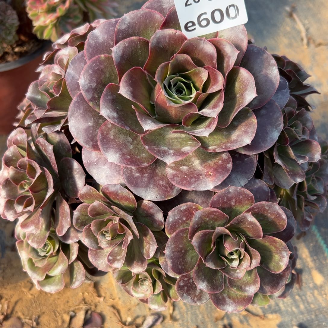 600魅金，满20包邮嘟叮熊