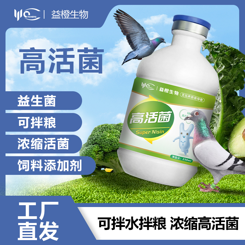 赛鸽观赏鸽调理鸽子亚健康禽类元宝鸽种鸽幼鸽养殖