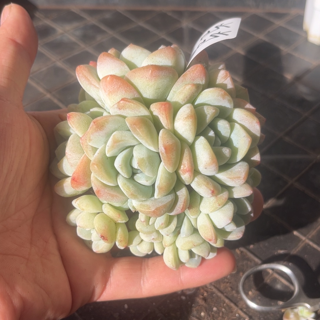 当当专拍冰玉群生