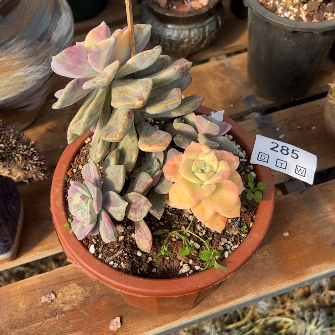 285多肉植物纤维维生素