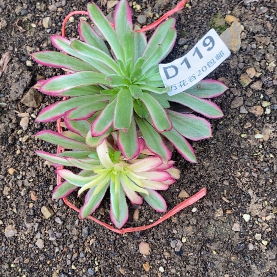 119粉黛多肉植物