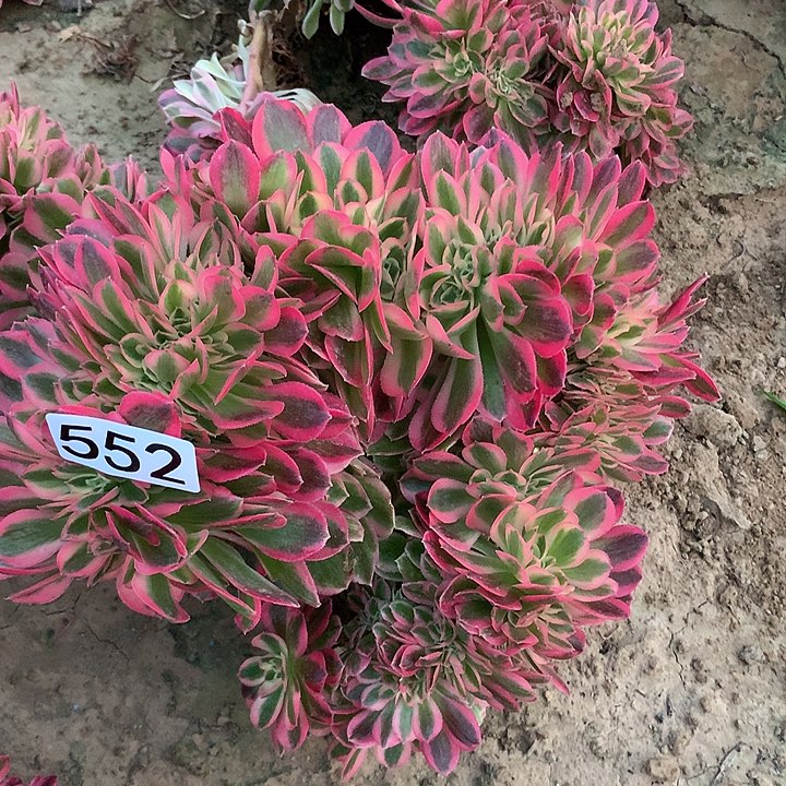 552女巫缀多肉植物1