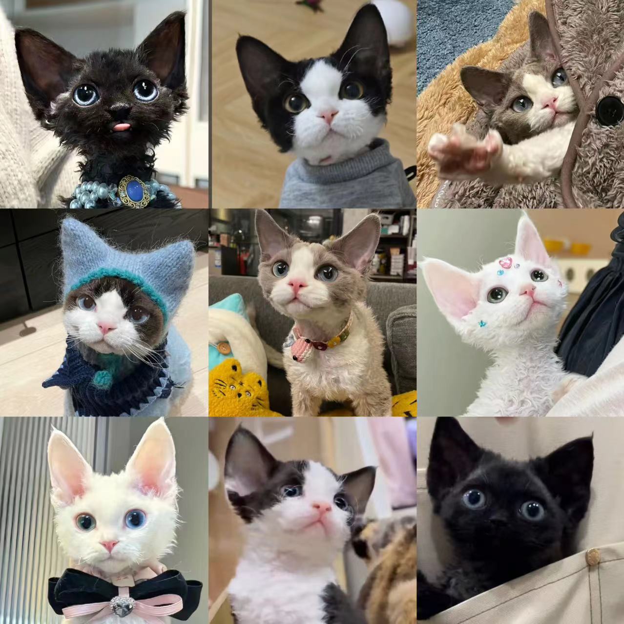 （仙儿姐）德文卷毛猫活体猫猫全款链接