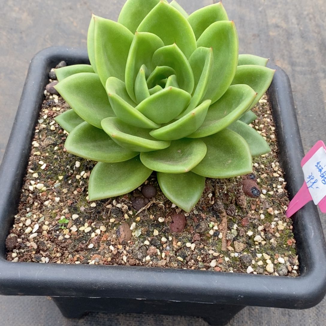 红**马福利特价翠花好看