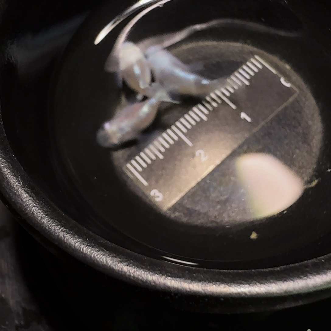 青鳉鱼一物一拍291