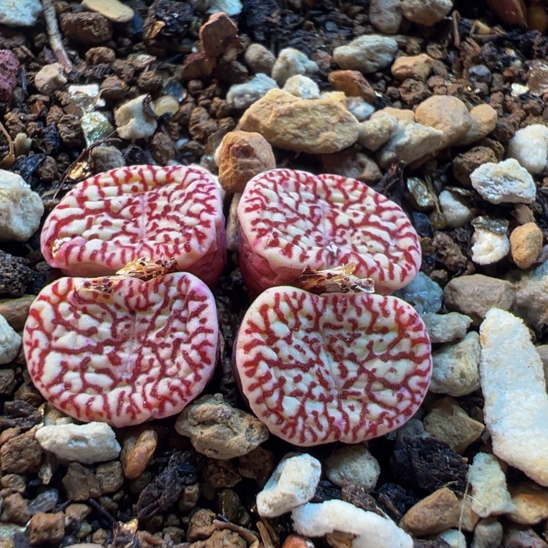 423多肉植物百科植物