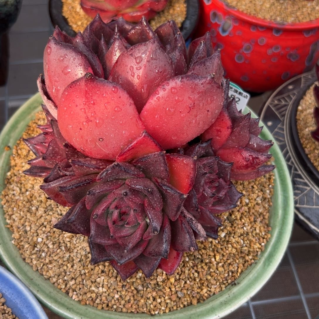 多肉一物一拍0210-82