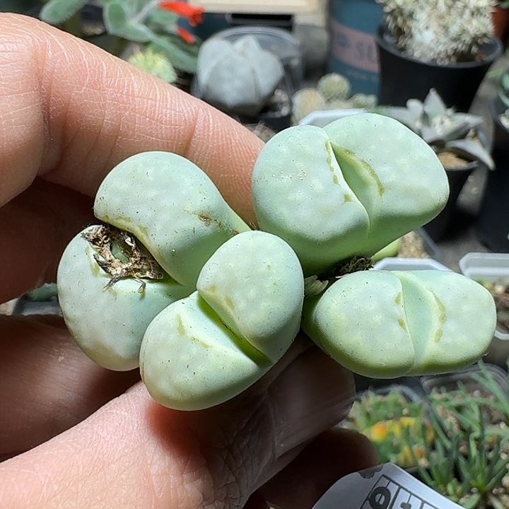 915奶油寿丽脱土发货