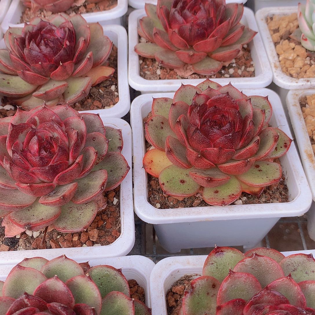 玫瑰雪特456789900000