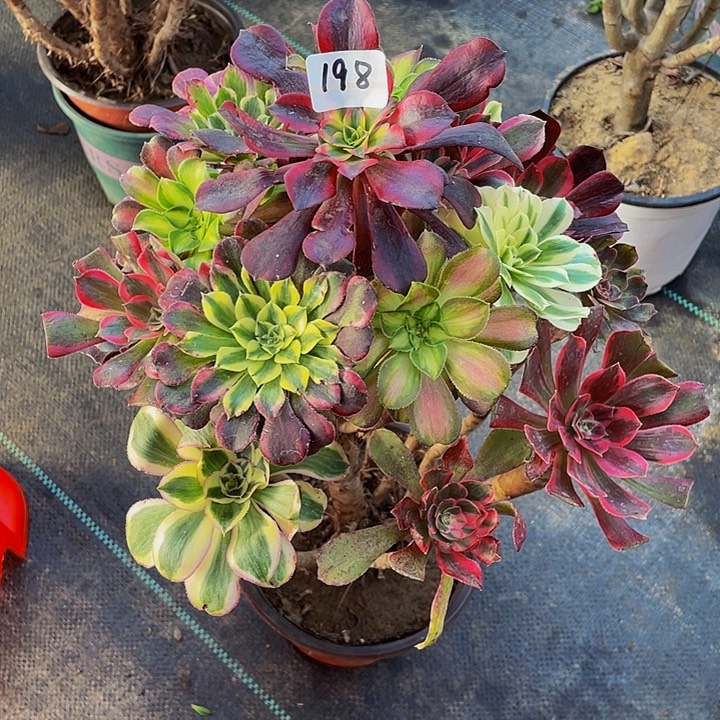 开***神架接00000000000198号