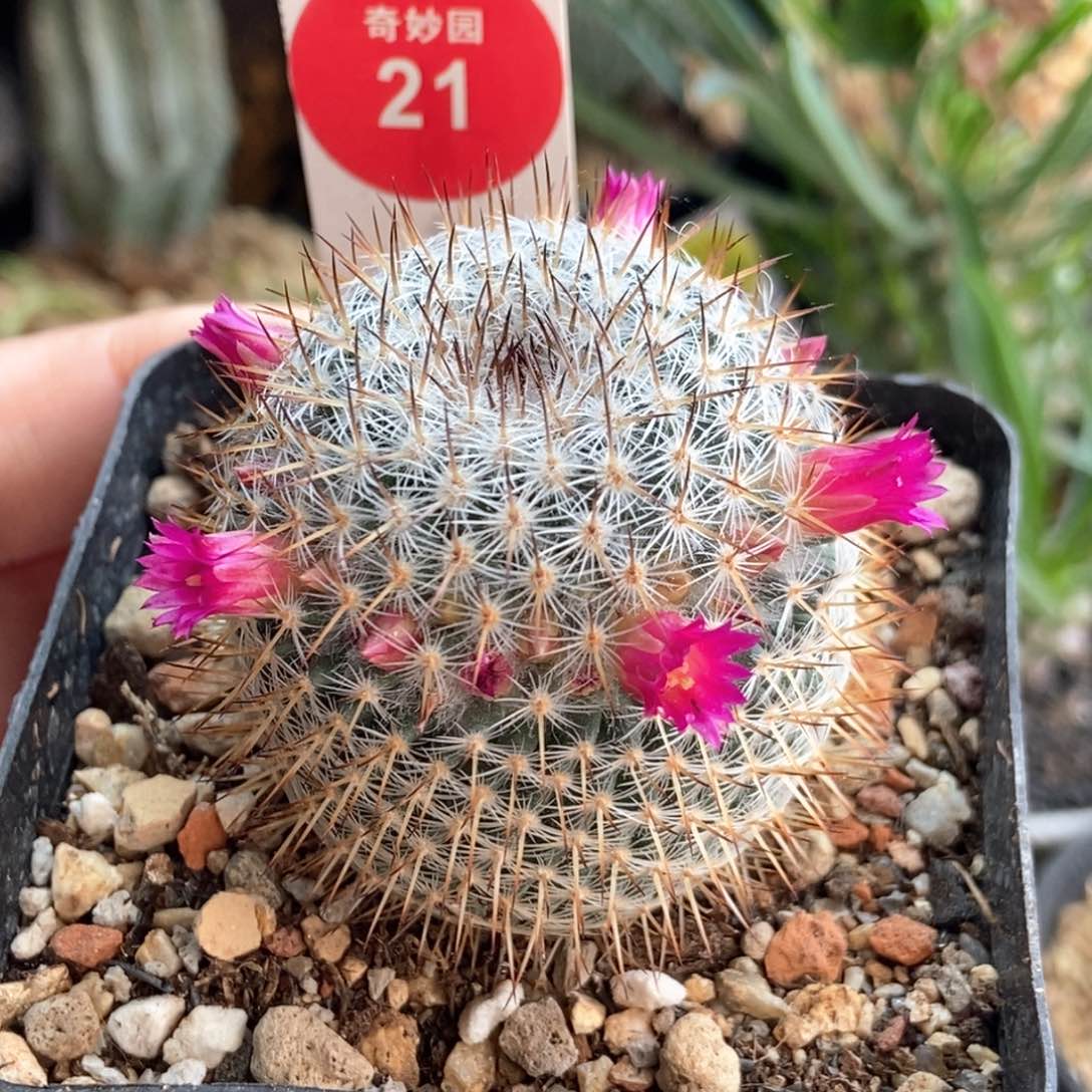 实生长刺球一颗仙人球4.2cm