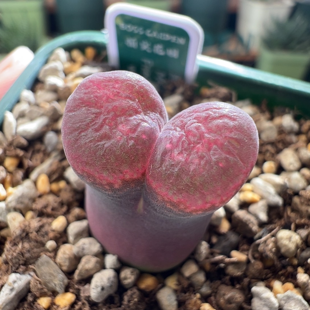 w/749 青蛙5年流沙大母本无敌状态 少有气泡窗88折后价