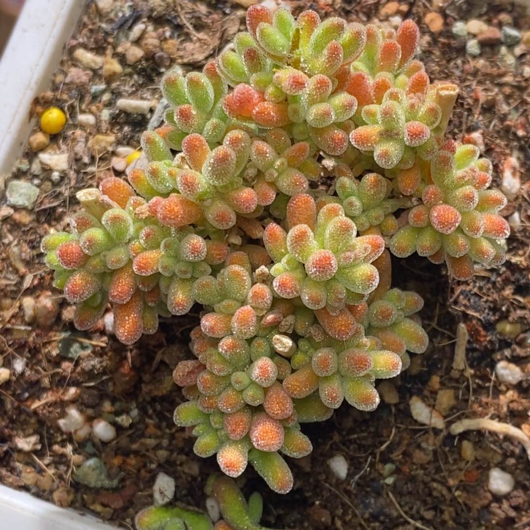 冰晶杂橙A385枝干番杏