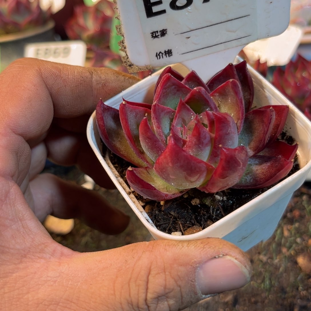 惊鸿一瞥873号多肉