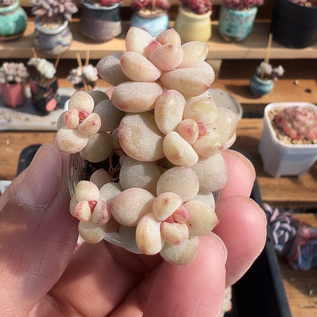 水晶葡萄群生小树群生1216