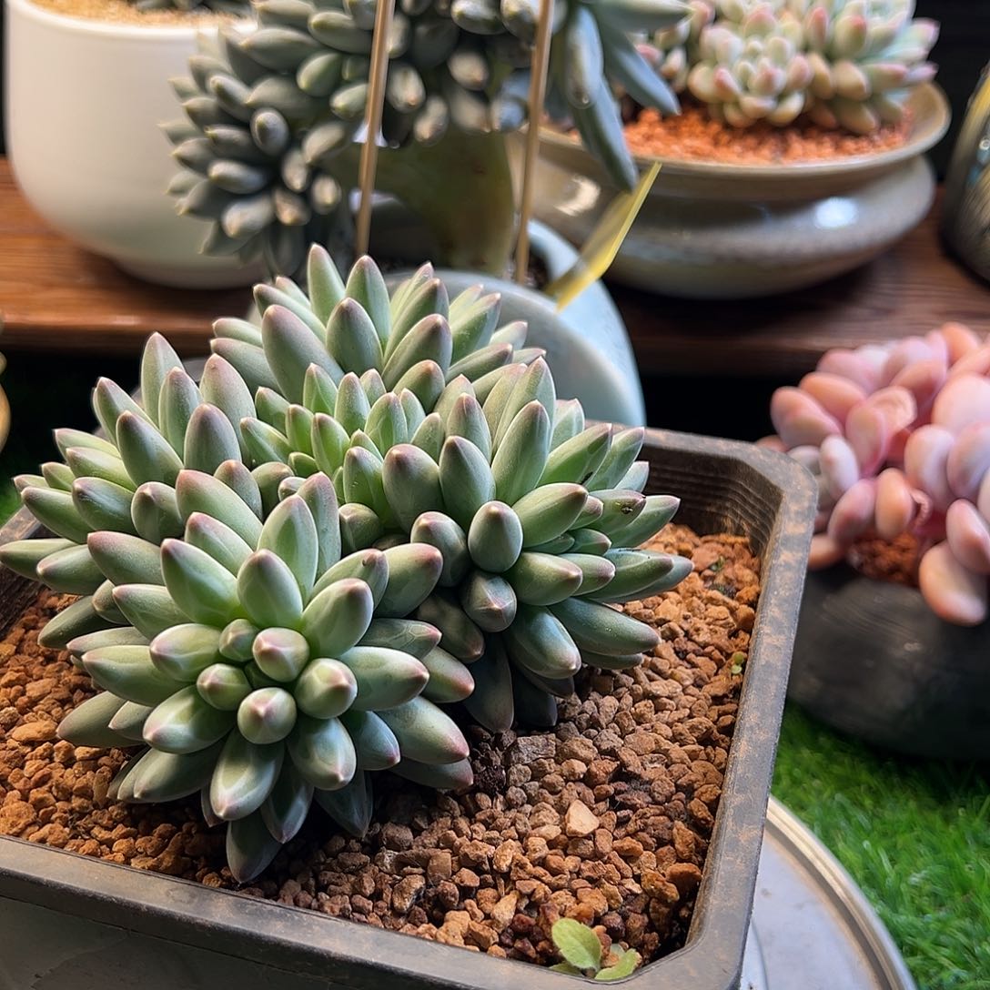 伊卡鲁斯全身一颗