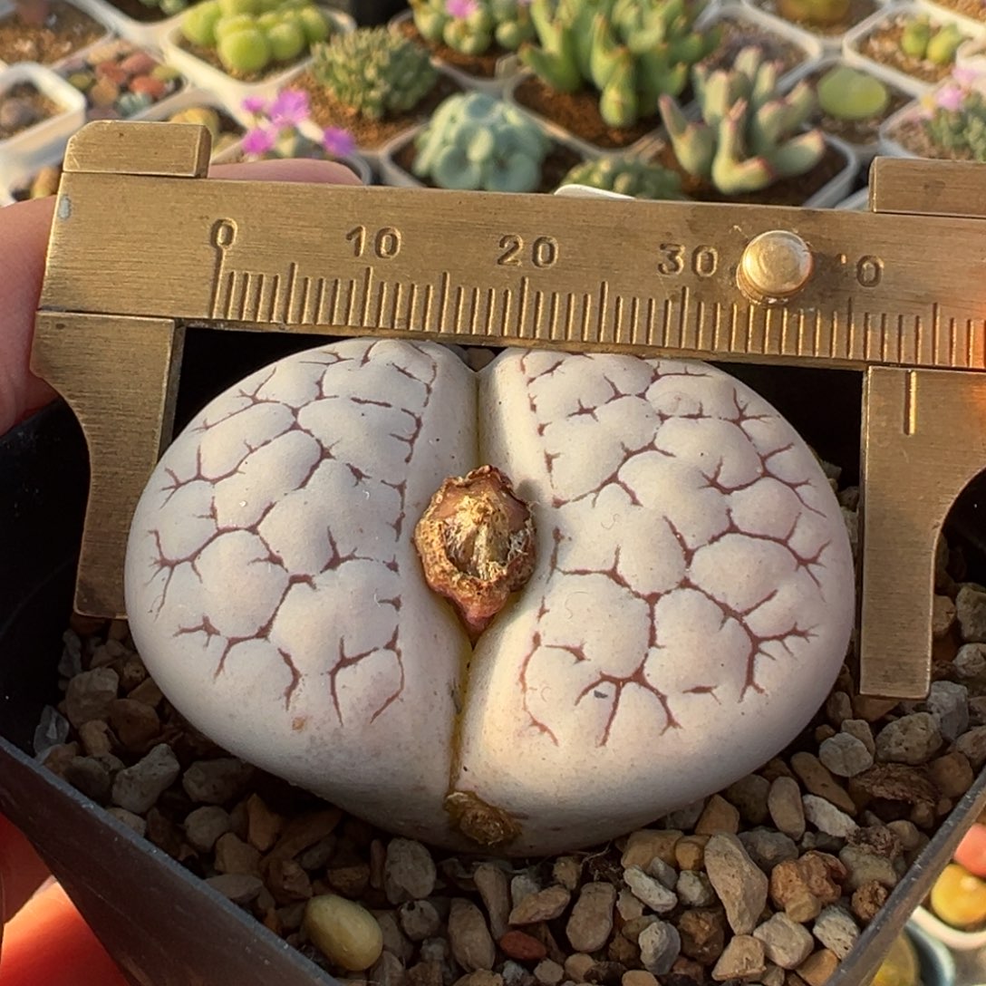 175多肉植物种类多样