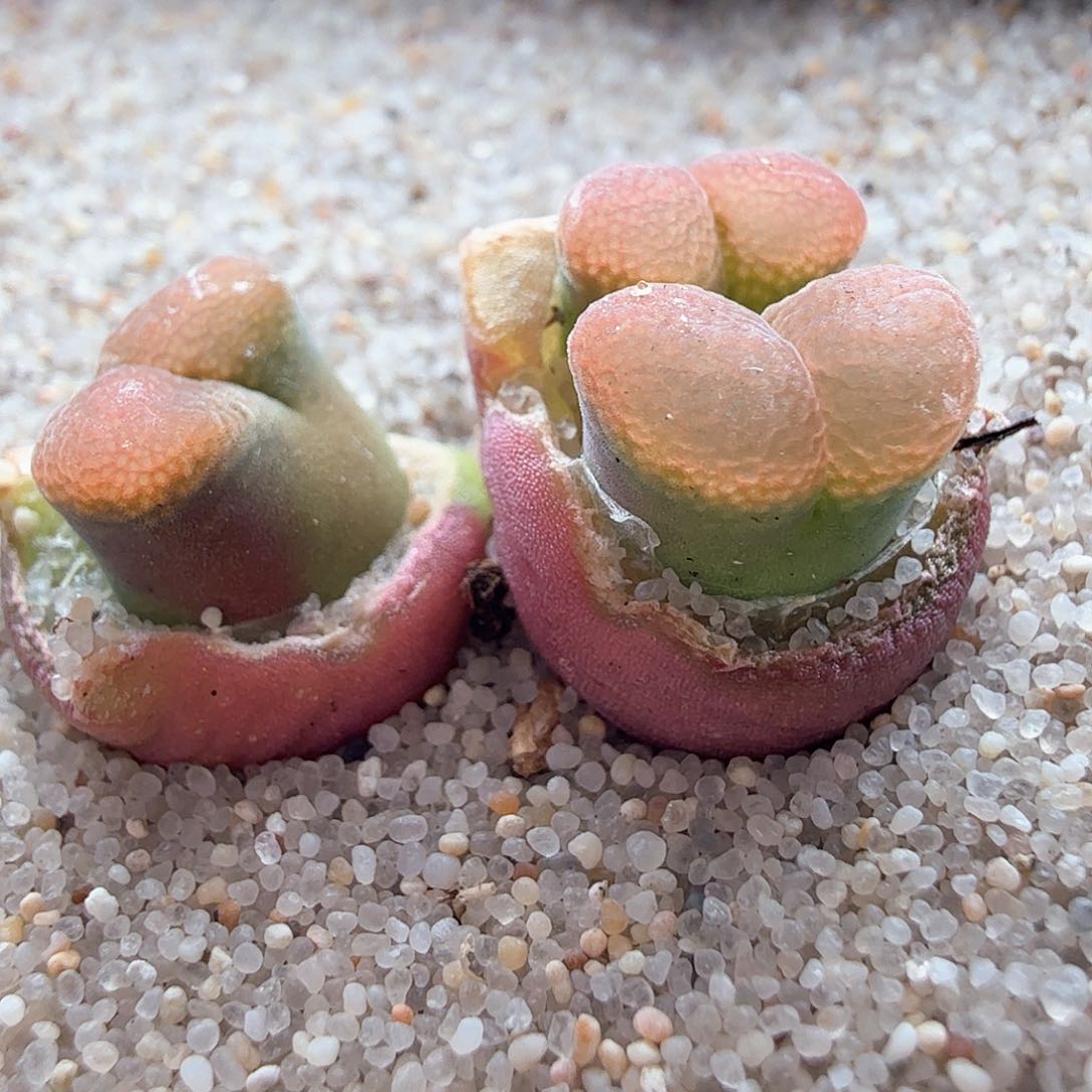 2.19.21/Cm46红风铃/多肉植物