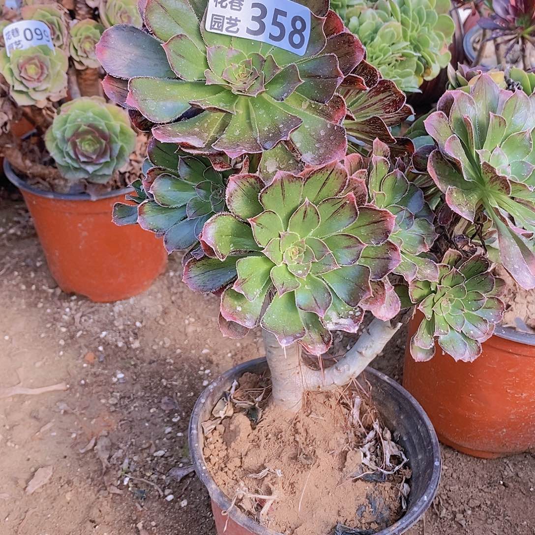 358 号一物一拍多肉植物