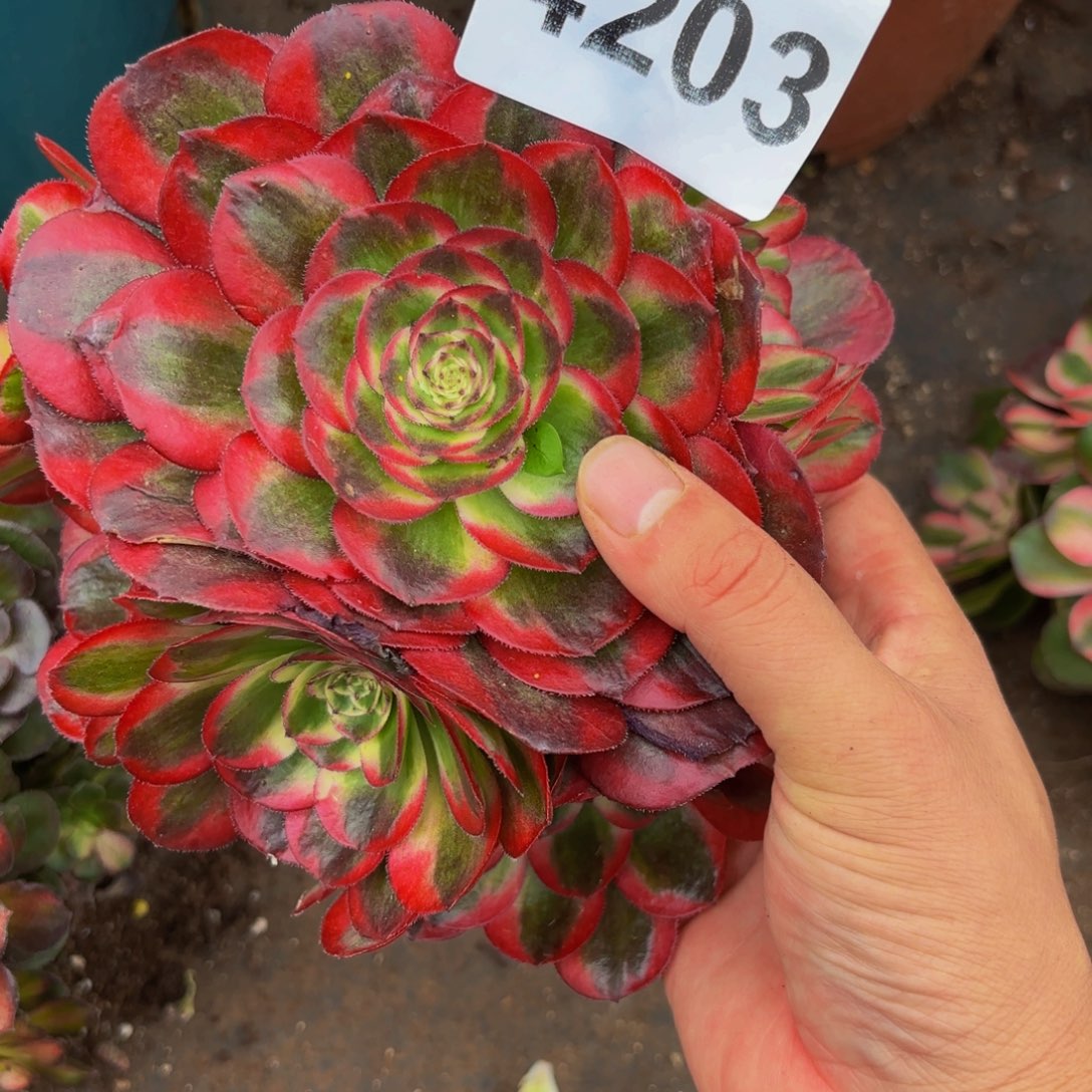 4203多肉植物鸿运无根特价