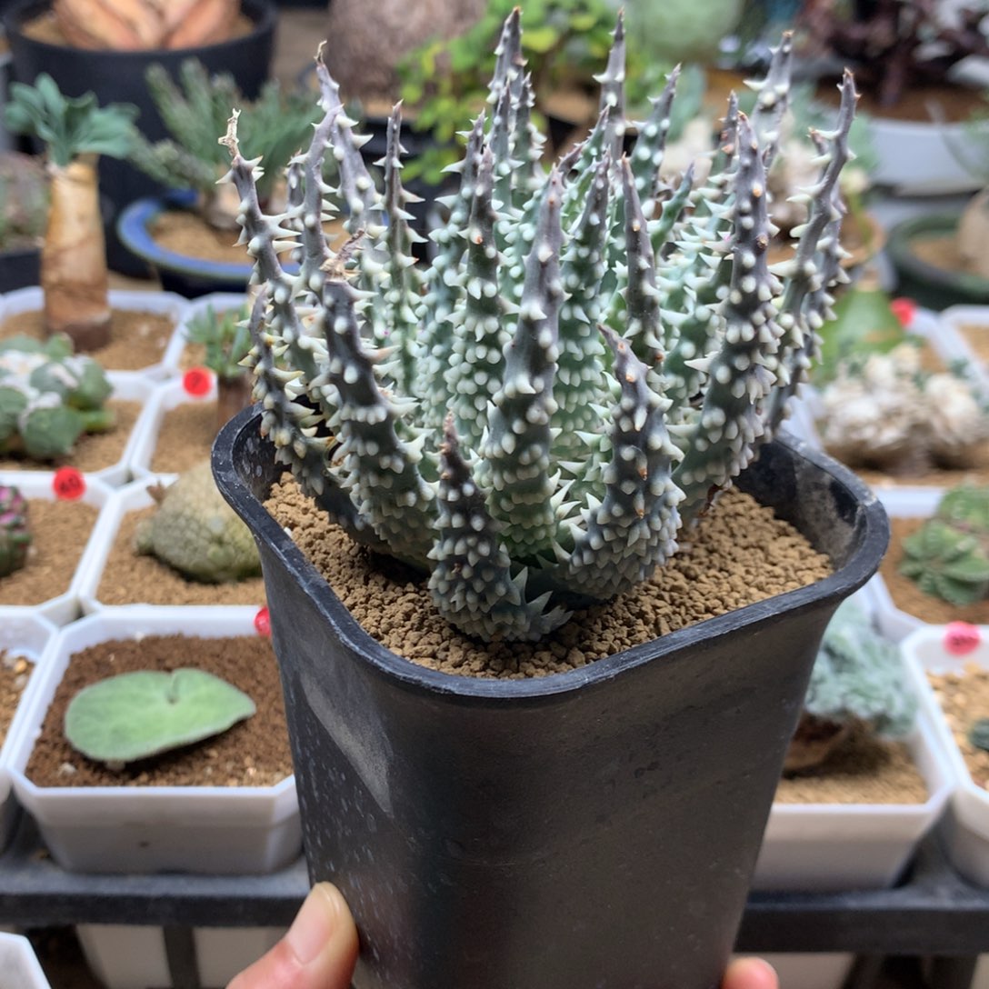 深海阎王芦荟母本脱土