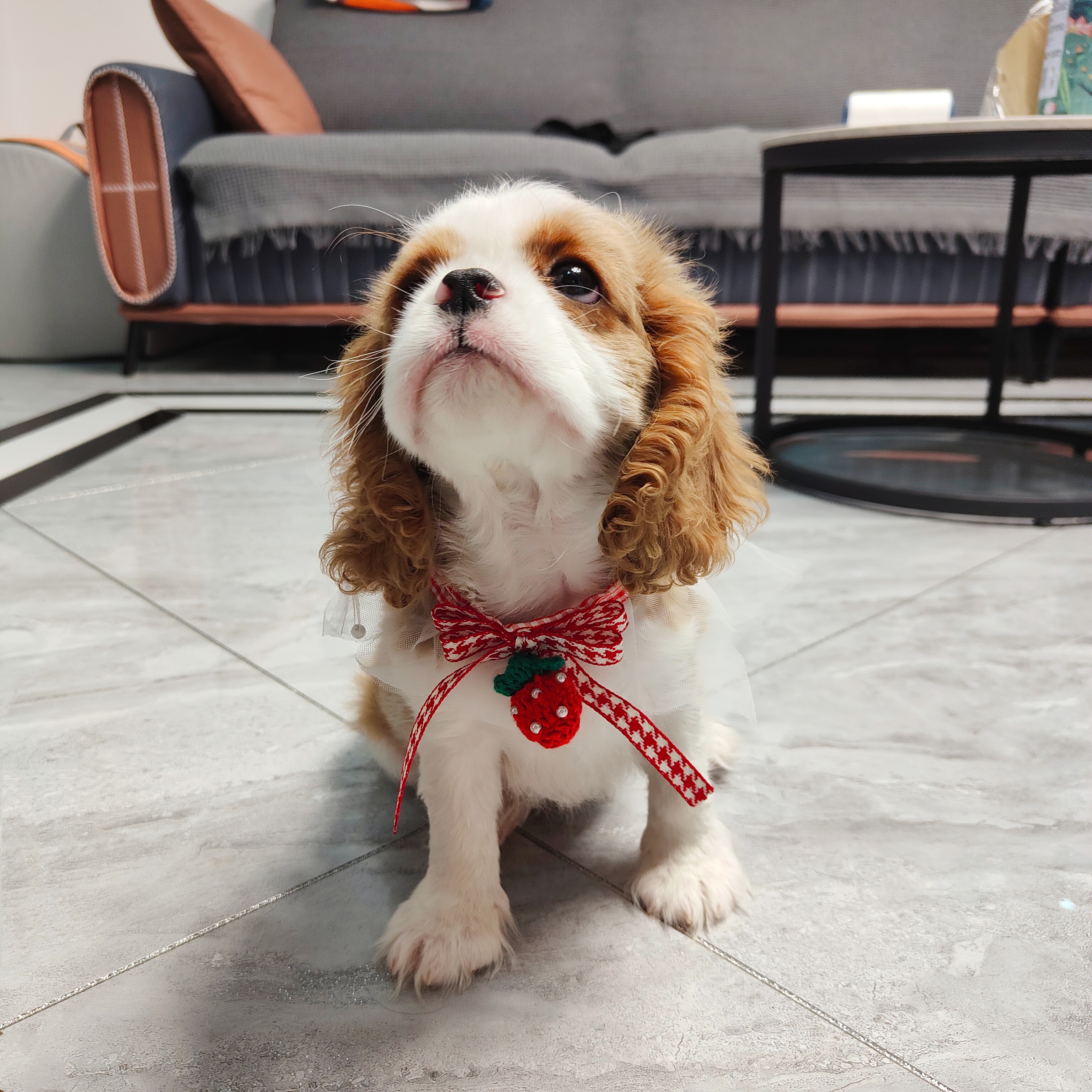 大洋家查理王小猎犬狗狗伴侣犬女朋友礼物聪明温顺乖小狗