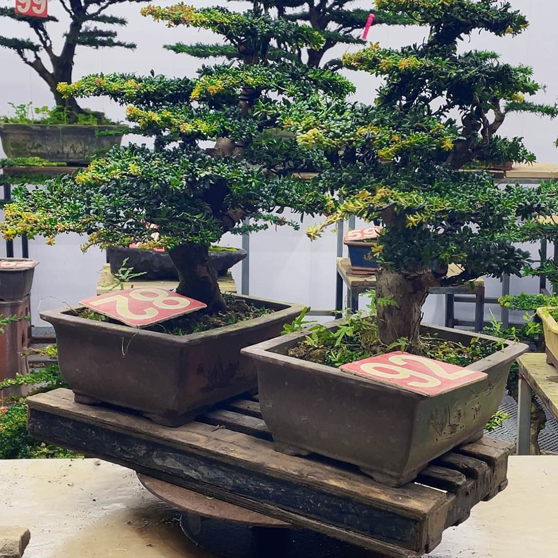 无花朵红芽珍珠罗汉松