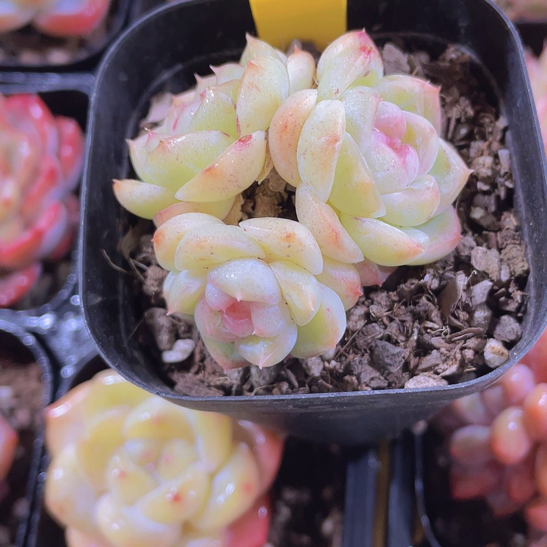 976号 糖心白桃汽水多头