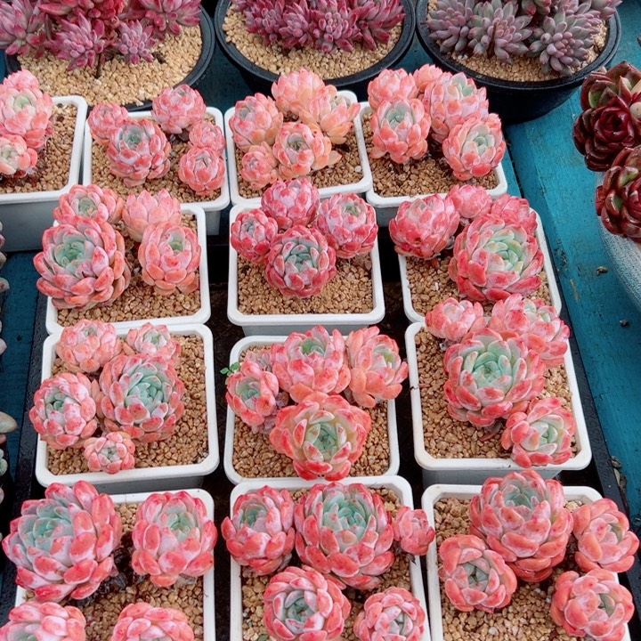 精品多肉植物老桩随机发一棵糖心
