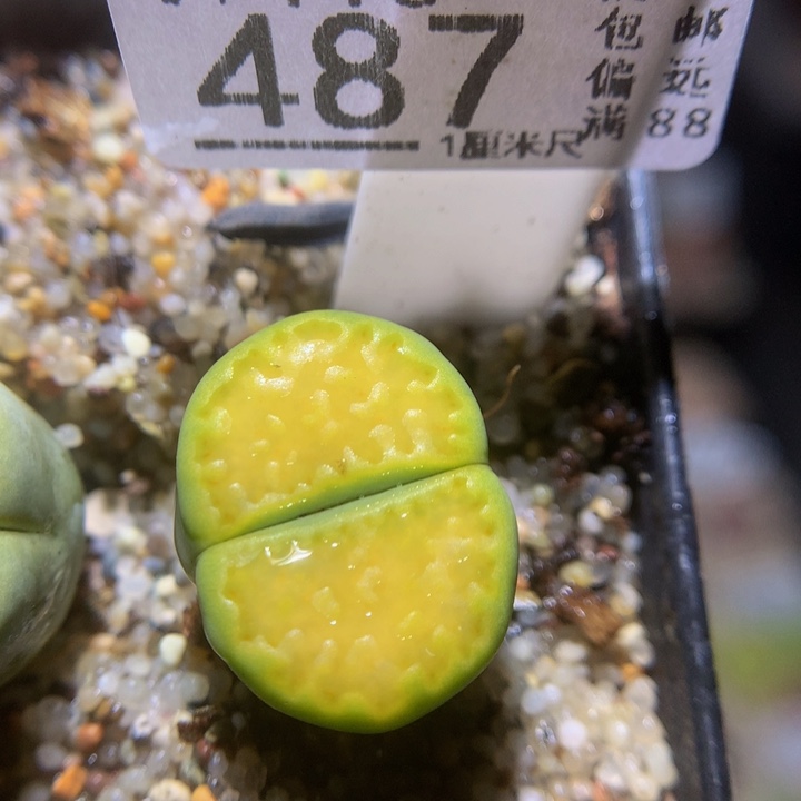 精品生石花116.487