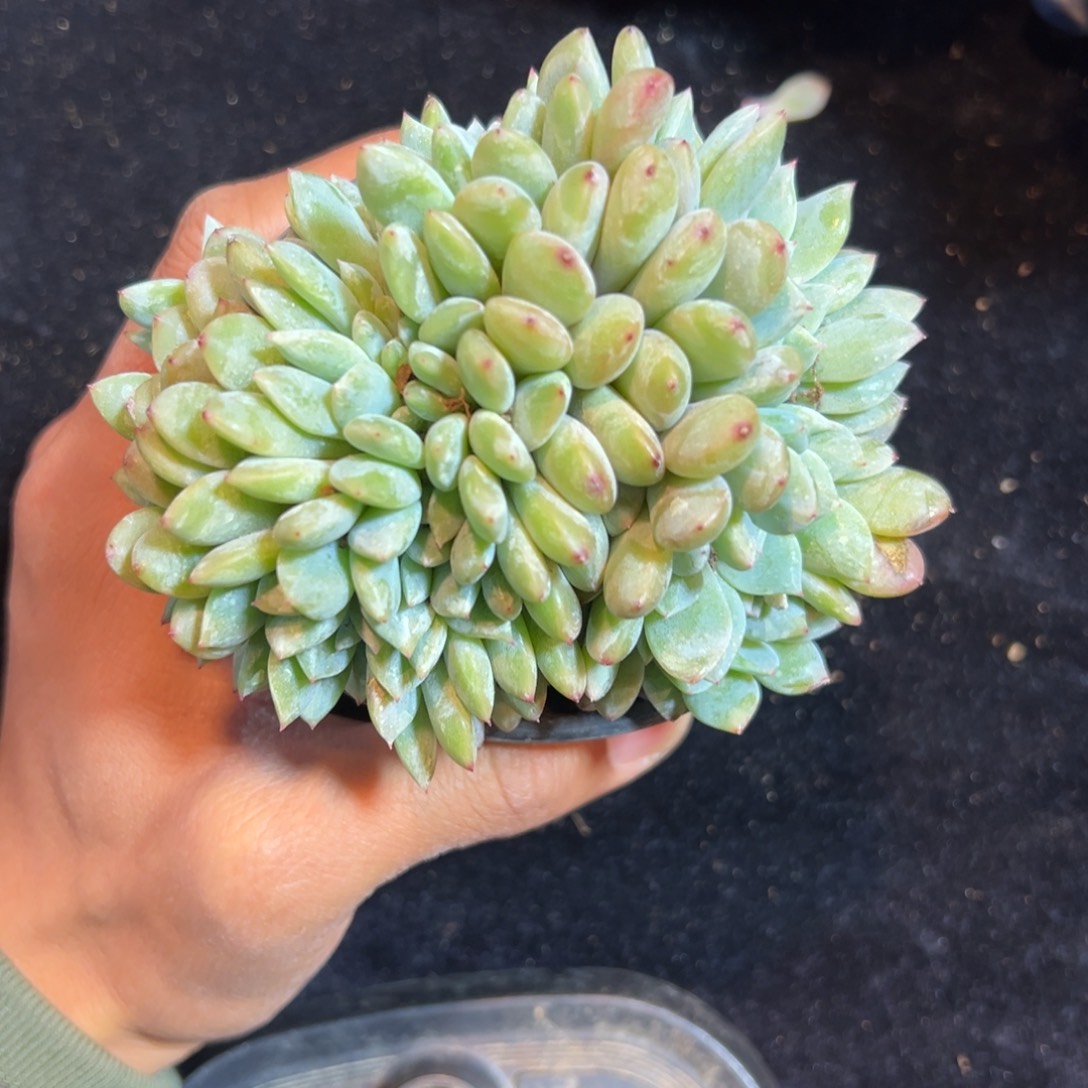 新年快乐 新年快乐